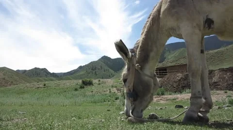 Donkey grazing on a mountain meadow Stock Footage 68867312