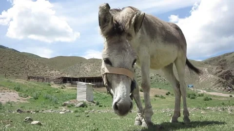Donkey grazing on a mountain meadow Stock Footage 68867470
