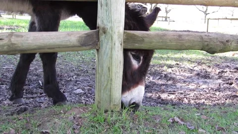 Donkey grazing in paddock video Stock Footage 220648922