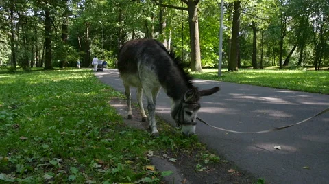 Donkey grazing in the Park Stock-Footage 65413410