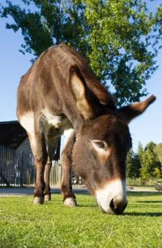 Donkey grazing Stock Photos