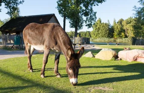 Donkey grazing Stock Photos