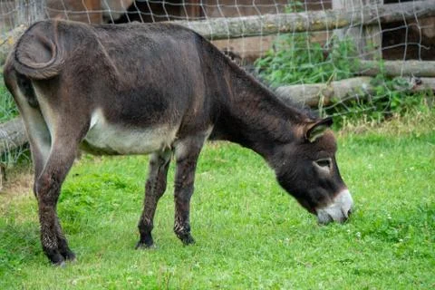 Donkey grazing Foto stock