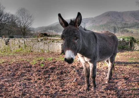 Donkey grazing Stock Photos