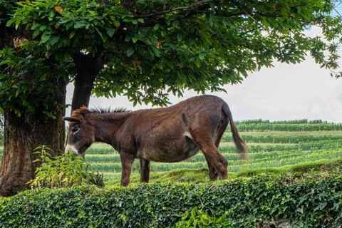 A donkey grazing under a fully leafed tree surrounded by vineyards Stock Photos