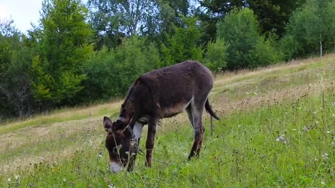 Donkey on green mountain field Stock Footage 78772605
