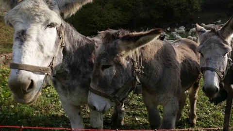 Donkey grey Stock Footage 77802030