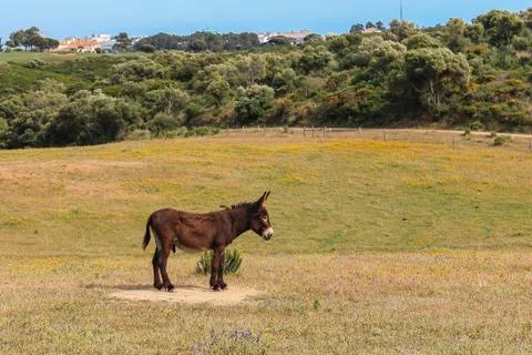 Donkey, group of donkeys grazing  in farmlands on summer in Sintra Stock Photos