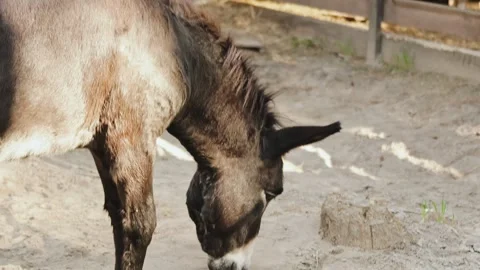 The donkey happily explores the environment in a calm and peaceful farm setting Video stock 311532793