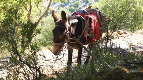 Donkey has a rest. Stock Footage 42150322