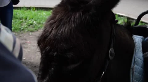 Donkey with hat Stock Footage 52559237