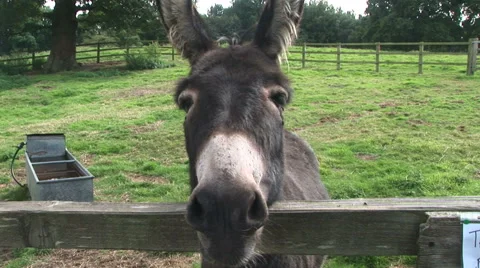 Donkey head close up Vidéo 40854346