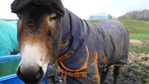 Donkey head close up Vídeos de archivo 85449457