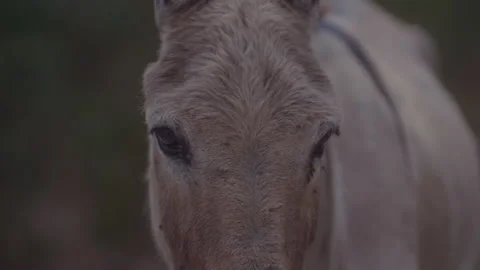 Donkey head close up 動画素材 148185648