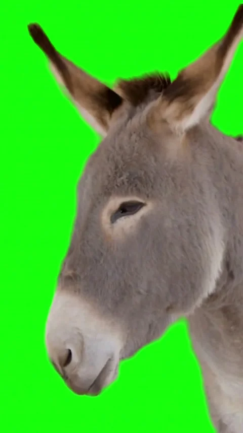 Donkey head close up on green screen background Stock Footage 337720850