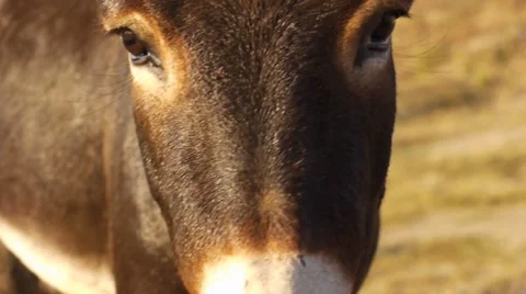 Donkey head Stock Footage 8691119