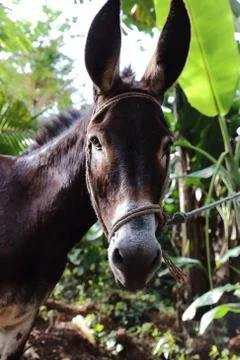 Donkey head Stock Photos