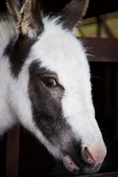 Donkey head Stock Photos
