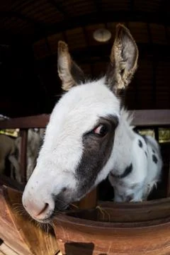 Donkey head Stock Photos