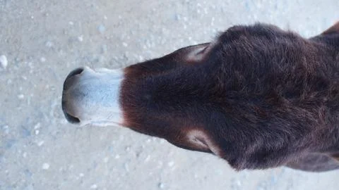 Donkey head Stock Photos