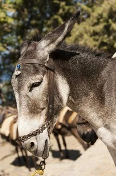 Donkey head portrait Stock Photos