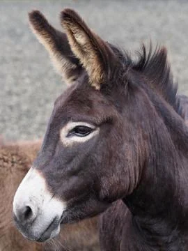 Donkey Headshot Stock Photos