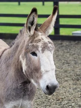 Donkey Headshot Stock Photos