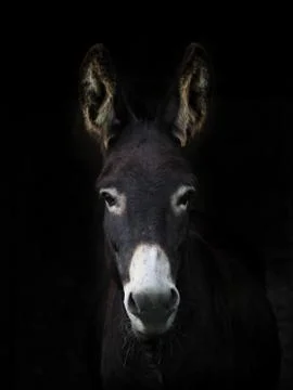 Donkey Headshot Stock Photos