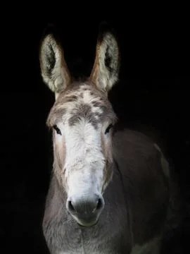 Donkey Headshot Stock Photos