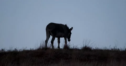 Donkey on a hill Stock Footage 177022159