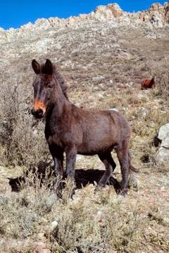 Donkey on a hill Stock Photos