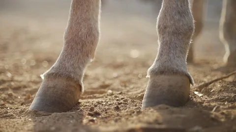 Donkey hooves in backlight Stock Footage 119615645