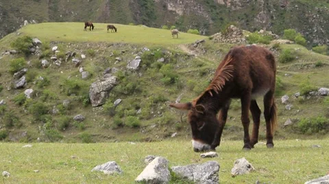 Donkey on the Inka Trail Stock Footage 8511362
