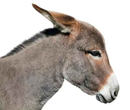 Donkey isolated on white background Foto stock