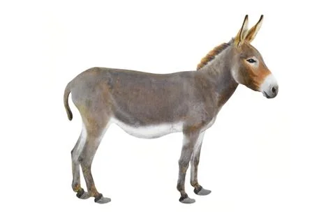 Donkey  isolated a on white background Stock Photos