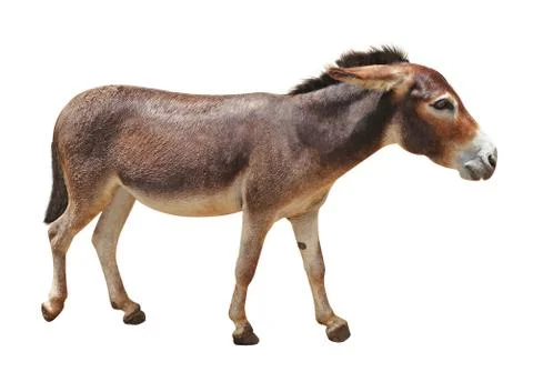 Donkey isolated on white background Stock Photos