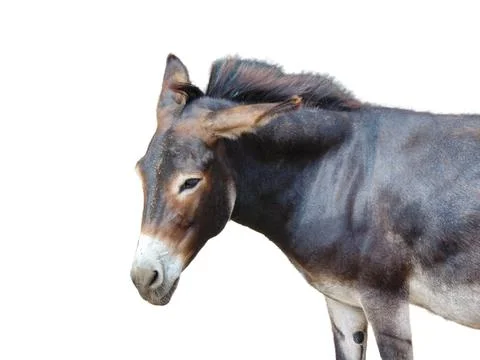 Donkey isolated on white background Stock Photos