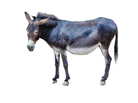 Donkey isolated on white background Фото