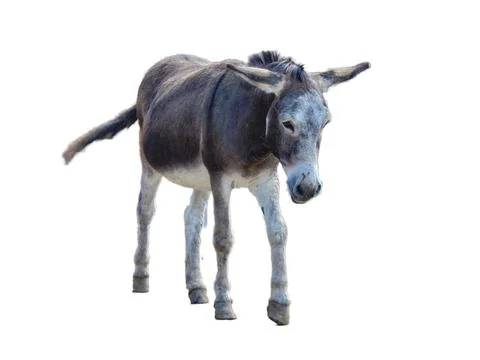 Donkey isolated on white background Фото