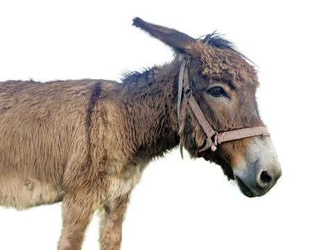 Donkey isolated on white background Stock-Fotos