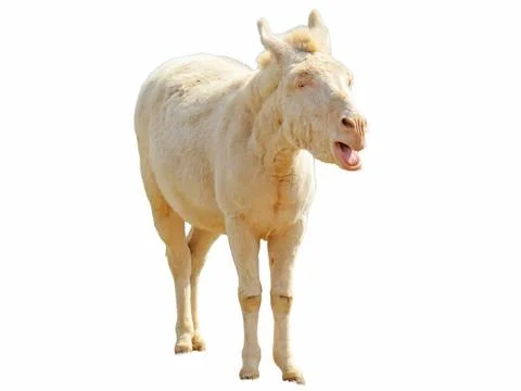 Donkey isolated on white background Fotos Stock