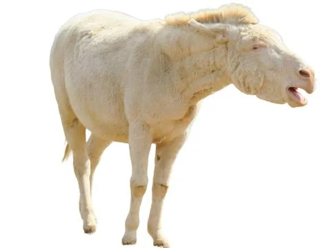Donkey isolated on white background Stock Photos
