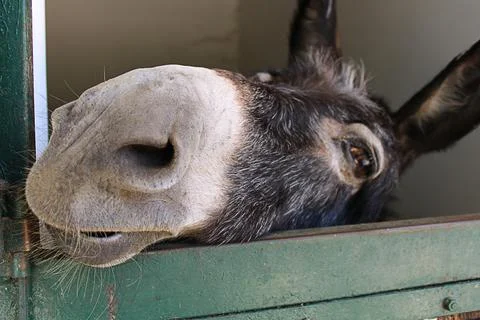 Donkey with its head over a green metal door. Stock Photos