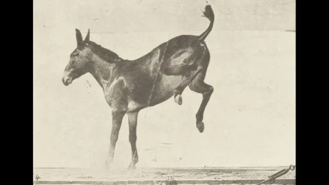 Donkey Kicking Photography Animation Loop Vidéo 104092538