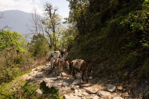 Donkey laden with a load against the backdrop of beautiful naturel in Nepales Stock Photos