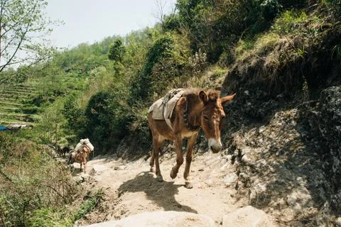 Donkey laden with a load against the backdrop of beautiful naturel in Nepales Stock Photos
