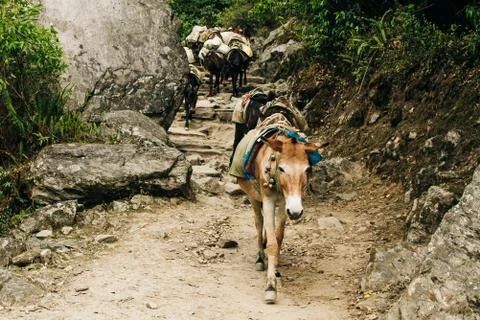 Donkey laden with a load against the backdrop of beautiful naturel in Nepales Stock Photos
