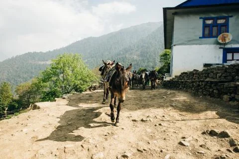 Donkey laden with a load against the backdrop of beautiful naturel in Nepales Stock Photos