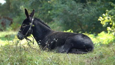 Donkey laying in the grass with flies, Spain Stock Footage 101431244