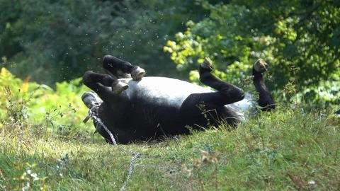Donkey laying in the grass with flies, Spain Stock Footage 101431255